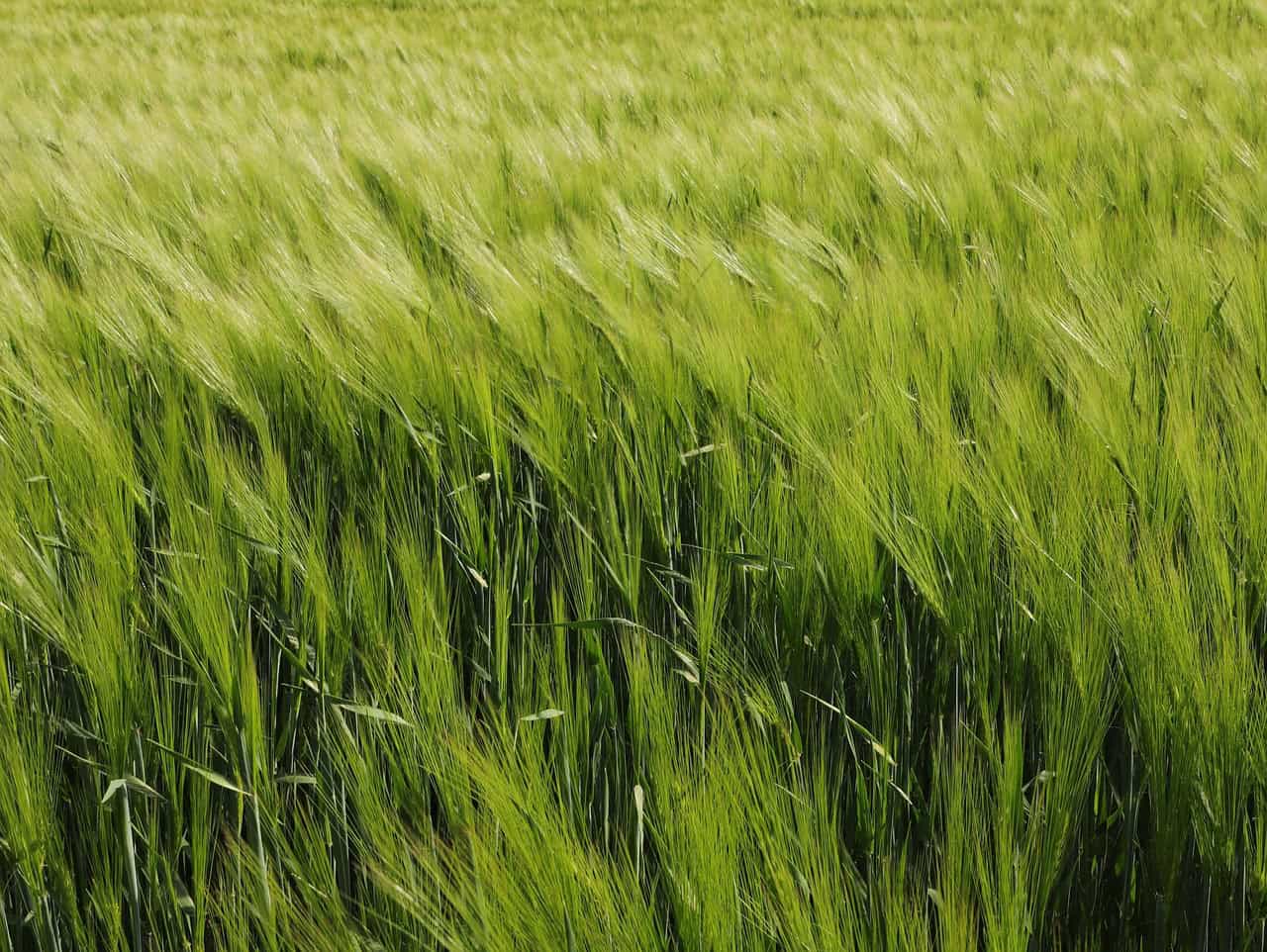 Urgetreide gesund und wie es unser Körpergefühl verbessern kann