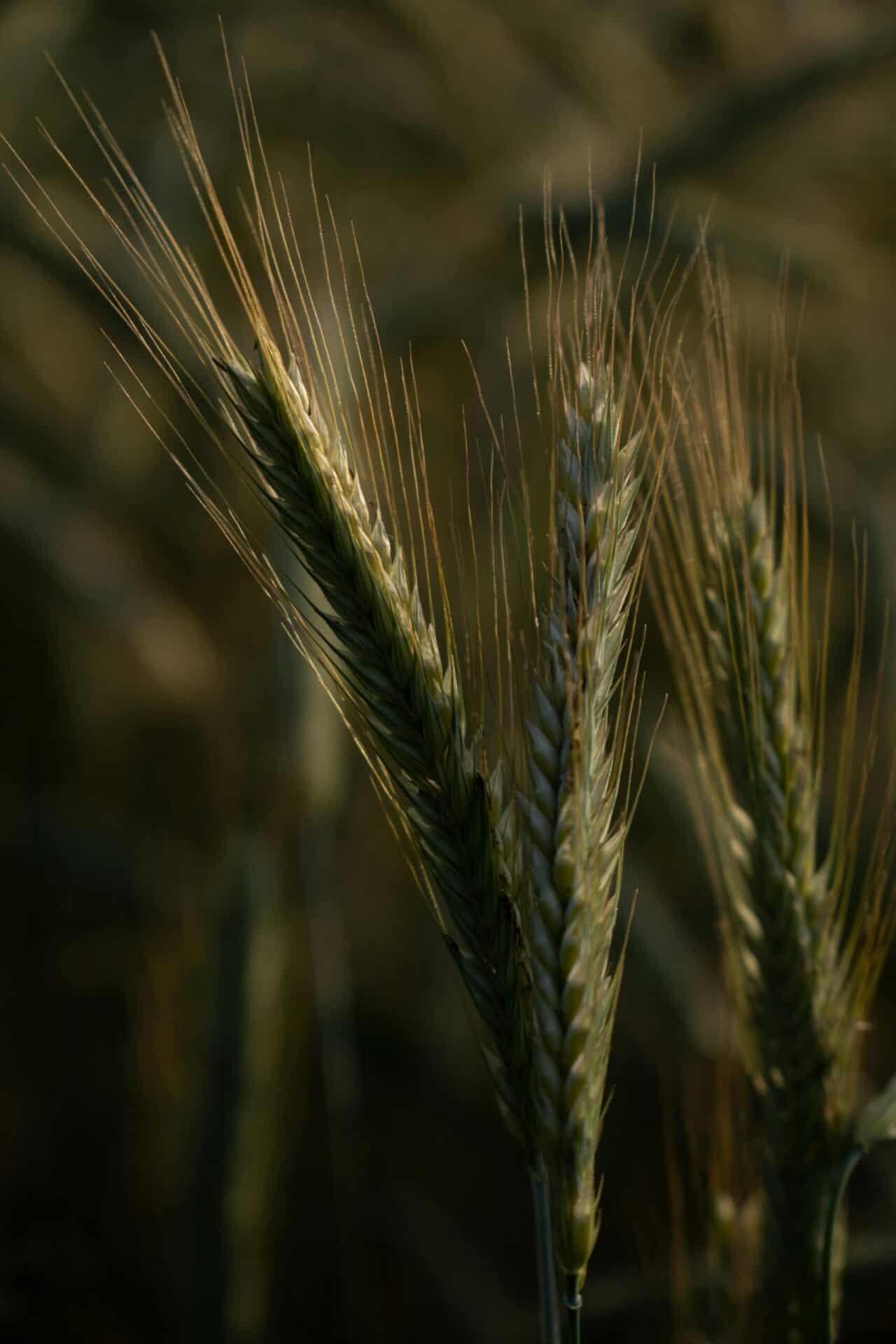 Urgetreide Gesunde Alternative zu Weizen – Einkorn, Emmer & Co. im Überblick